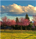 Pink Spring Trees