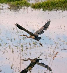 Birding Steigerwald National Wildlife Refuge