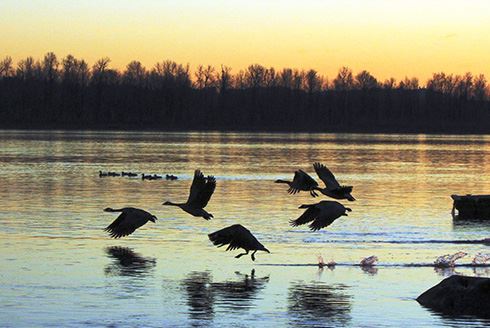 Birds landing on water